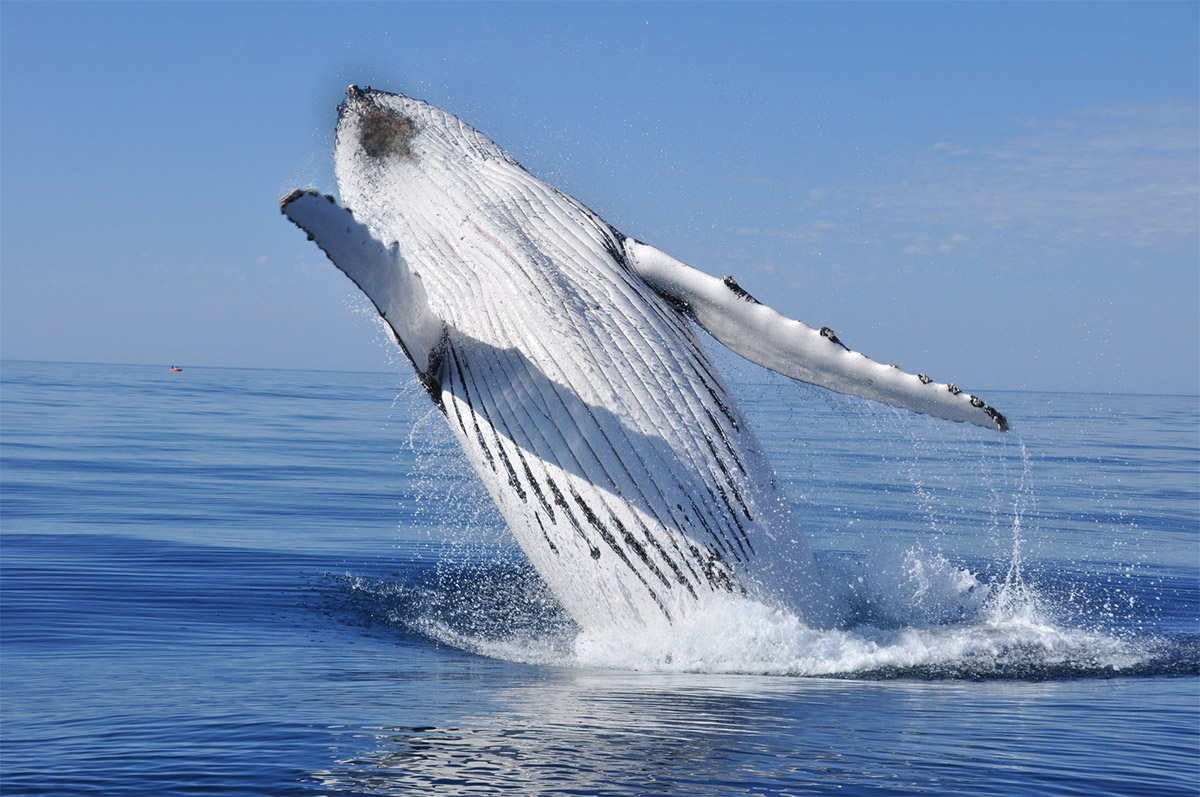 Whale Breaching