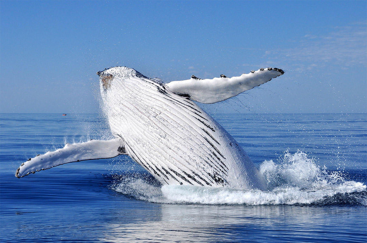 Whale Breaching