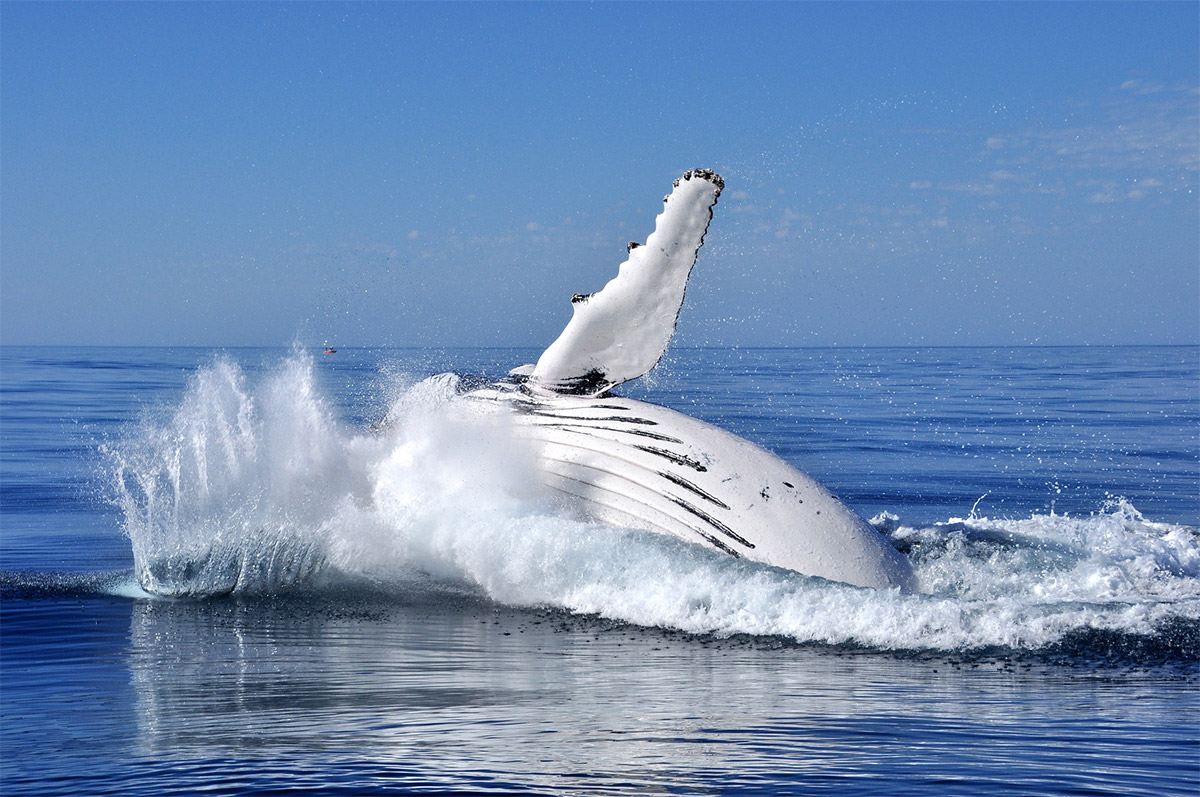 Whale Breaching